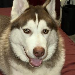 Kodi - Siberian Husky