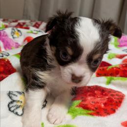 Mercedes - Silver and white female Chihuahua puppy in Amity, Pennsylvania from Baxters Chihuahuas