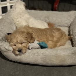 Havanese and Havapoo Puppies from Havanese With Love Breeding Co.