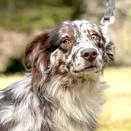 Missy  - Australian Shepherd