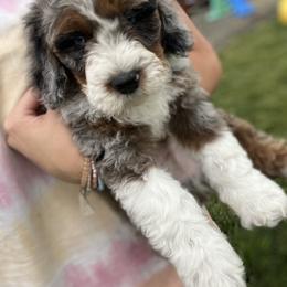Bernedoodle Puppies from Over the Moon Poodles and Doodles