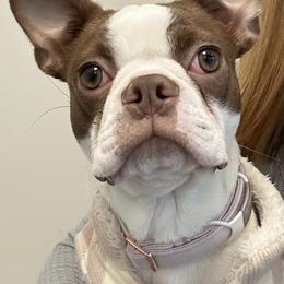 Lily Bug - Boston Terrier