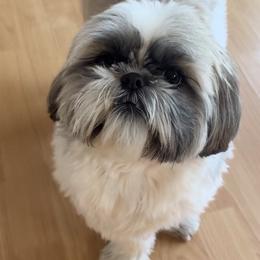 Lolly - Shih Tzu