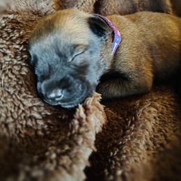 Anna - Red female Belgian Malinois puppy in Linwood, Michigan from Gillis Malinois