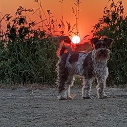 Lola - Miniature Schnauzer