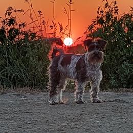 Lola - Miniature Schnauzer