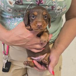 Gabe - Chocolate and tan male Dachshund puppy in Berry, Alabama from Whisper Gray