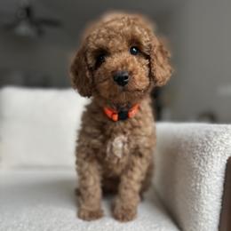 Orange Collar Boy - Red  male Poodle puppy in Charlotte, North Carolina from Bruno & Co. Puppies