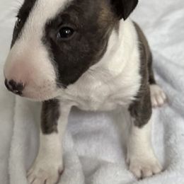 Bulldog and Miniature Bull Terrier Puppies from Raysminibullterrier
