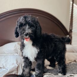 Lynx (Girl) - Phantom female Bernedoodle puppy in Maricopa, Arizona from Desert Ridge Doodles