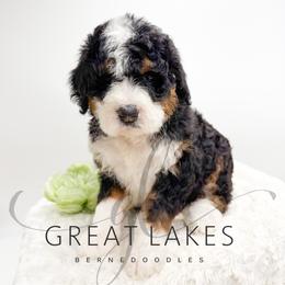 Brattle - Tri-color female Bernedoodle puppy in Baroda, Michigan from Great Lakes Bernedoodles