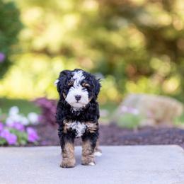 Tilly - Tri-color female Bernedoodle puppy in Narvon, Pennsylvania from CBKB Bernedoodle’s