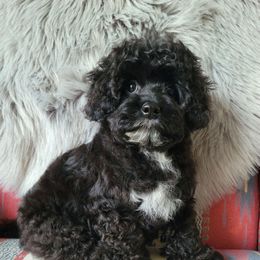 Oreo - Black and white male Cavapoo puppy in West Bountiful, Utah from Kings Peak kennel