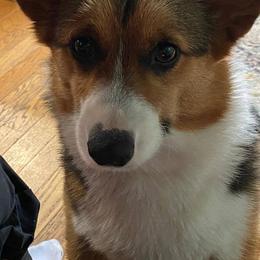 Pembroke Welsh Corgis from 10 Mile Creek Farms