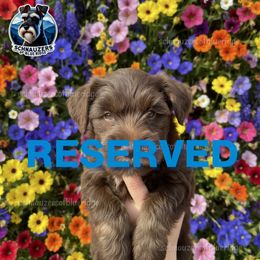 RESERVED - Liver female Miniature Schnauzer puppy in Spruce Pine, North Carolina from Schnauzers of Blue Ridge