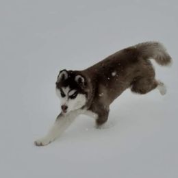 Siberian Husky Puppies from Xk siberians