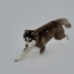 Siberian Husky Puppies from Xk siberians