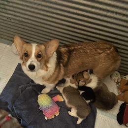 Lily - Pembroke Welsh Corgi