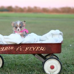 Girl 3 Pink Merle - Blue female Pembroke Welsh Corgi puppy in Ville Platte, Louisiana from Flat town corgis