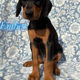 Margaret - Black and rust female Doberman Pinscher puppy in Coplay, Pennsylvania from By My Side Germans Shepherds & Dobermans