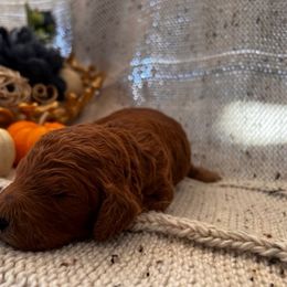 Poodle Puppies from CAStandardPoodles