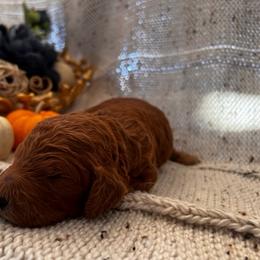 Poodle Puppies from CAStandardPoodles