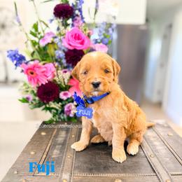 Fuji - Red  male Goldendoodle puppy in West Haven, Utah from Split Mountain Doodles