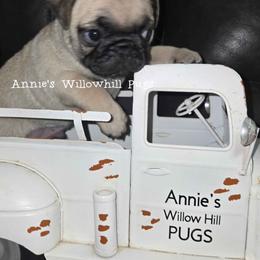 Itty bitty - Fawn female Pug puppy in Janesville, Wisconsin from Annie's Willow Hill Pugs
