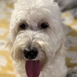 Lucy - Goldendoodle