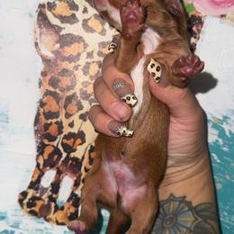River - Red male Dachshund puppy in Flora Vista, New Mexico from Hot Diggity Doxies of NM