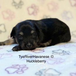 Huckleberry - Black and tan male Havanese puppy in Lovingston, Virginia from Tye River Havanese