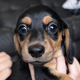 Dachshunds from Misty Hollow Cattery & Kennel