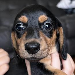 Dachshunds from Misty Hollow Cattery & Kennel