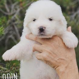 ODIN - White male Great Pyrenees puppy in Trinidad, Colorado from Prospect Pyrenees