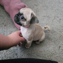 Boy 8 - Cream male Pug puppy in Rochester, New York from Natalia's Pugs