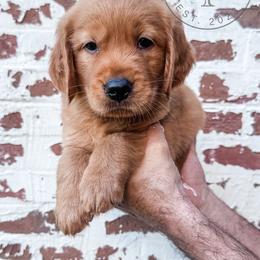Bear - black - Dark golden male Golden Retriever puppy in Greeneville, Tennessee from Cultivate Farm