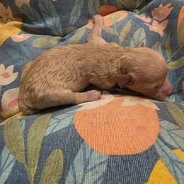 Boy 3 no collar - Red  male Poodle puppy in Louisville, Mississippi from Cindy's Poodles