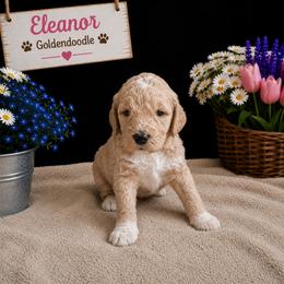 Double Doodle, Goldendoodle, and Labradoodle Puppies from Godley Doodles Of Texas