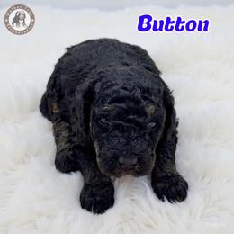 Button - Phantom male Bernedoodle puppy in Banner Elk, North Carolina from Walnut Tree Bernedoodles