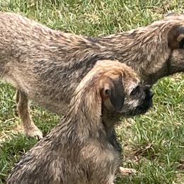 Border Terriers from Steel Ridge Border Terriers