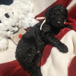 Poodle Puppies from Patriot Noble Paws