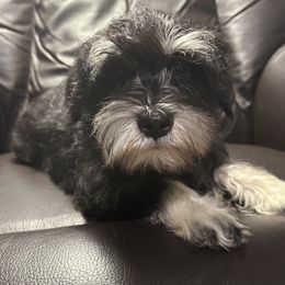 Miniature Schnauzer Puppies from Patty’s Little Pups