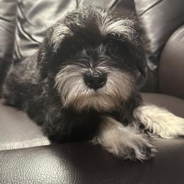 Miniature Schnauzer Puppies from Patty’s Little Pups