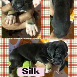 Silk - Black female Great Dane puppy in Wellsville, New York from Prophecy Danes