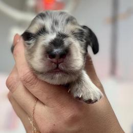 Zero - Dapple male Dachshund puppy in Perris, California from THE DACH HOUSE ♡