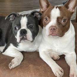 Boston Terrier Puppies from Boston Terrier Besties
