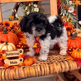 Buttercup - Parti male Maltipoo puppy in Dover, Florida from Country Cottage Puppies
