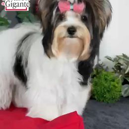 Cherry - Biewer Terrier