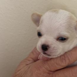 Chihuahua Puppies from Barbara JAN Lukenbill