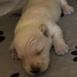 Scottish Terrier puppies from Azscotties.com